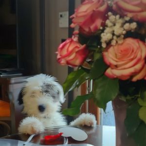 Meet your Posher, Kimi